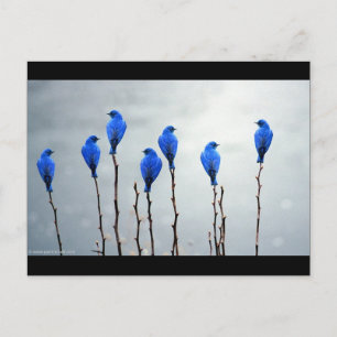 Blauwe vogels briefkaart