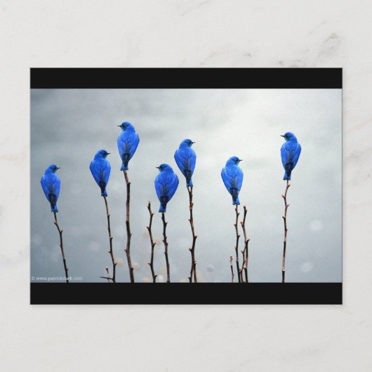 Blauwe vogels briefkaart (Voorkant)