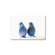 Blauwe Vogels Pacific Parrotlet Paar Verpakt Canva