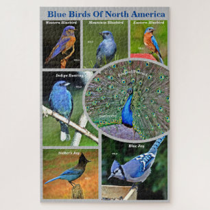Blauwe vogels van Noord-Amerika Educatieve 7 soort Legpuzzel