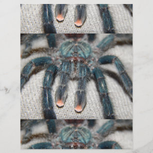 blauwe vogelspin flyer
