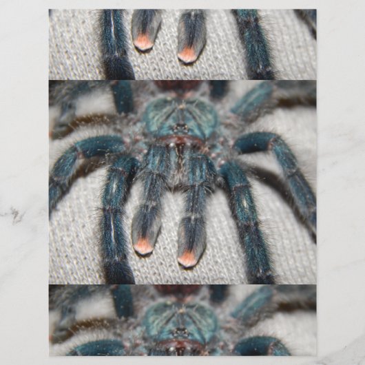 blauwe vogelspin flyer (Voorkant)