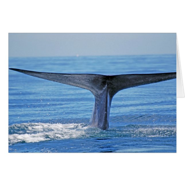 Blauwe walvis (Voorkant Horizontaal)