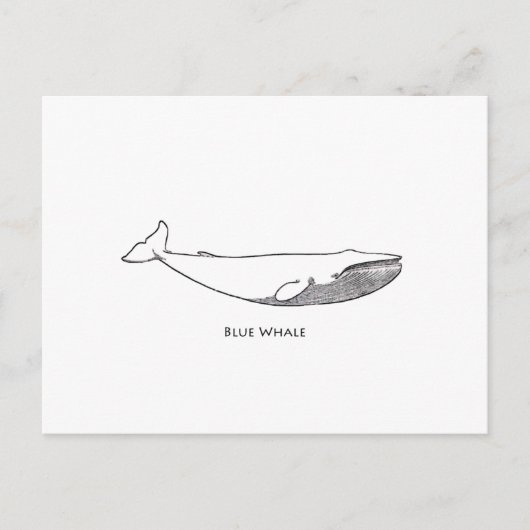 Blauwe walvis (lijnkunst) briefkaart (Voorkant)