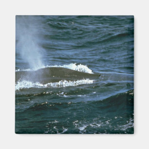 Blauwe walvis magneet