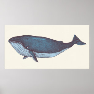 Blauwe walvis poster