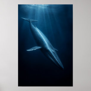Blauwe Walvis Zwemt Door Diep Oceaan Licht Wildl Poster