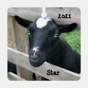 Blauwe zwarte Nigeriaan Dwarf Dairy Goat Metalen Ornament