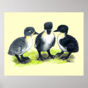 Blauwe Zweedse Eendjes Poster