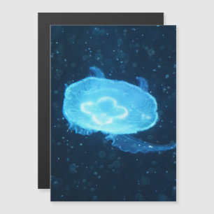 Blauwe Zwemmende Kwallen