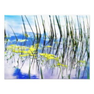 Blauwen en gras foto afdruk