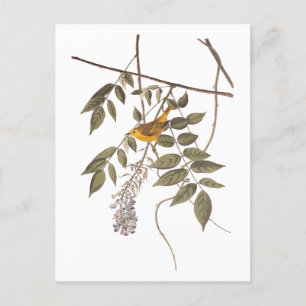 Blauwgeige geelzuchtige vogel op Wisteria Briefkaart