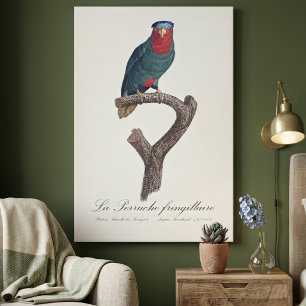 Blauwgekroonde Lorikeet, Vini Australis Canvas Afdruk