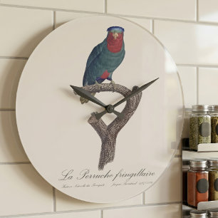 Blauwgekroonde Lorikeet, Vini Australis Grote Klok