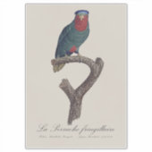 Blauwgekroonde Lorikeet, Vini Australis Sticker (Voorkant)
