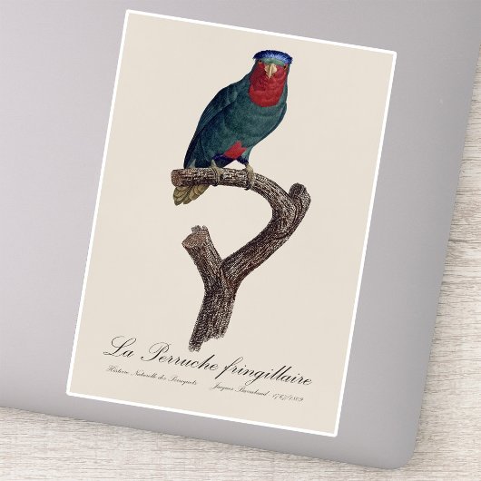 Blauwgekroonde Lorikeet, Vini Australis Sticker