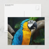 Blauwgele Macaw (Ara arauna) Briefkaart (Voorkant / Achterkant)