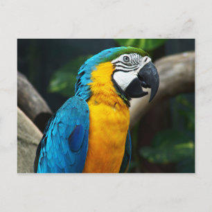 Blauwgele Macaw (Ara arauna) Briefkaart