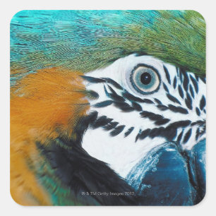 Blauwgele Macawê Vierkante Sticker