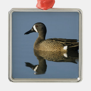 Blauwgevlekte Slobeend, Anas discors,mannetje, Por Metalen Ornament