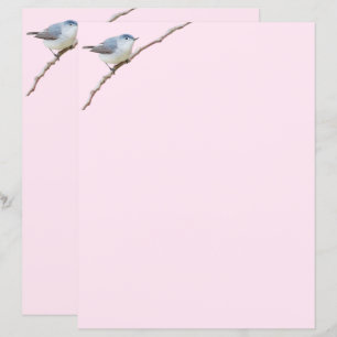Blauwgrijze Gnatcatcher Bird op roze briefpapier