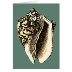 Blauwgroen Conch Shell