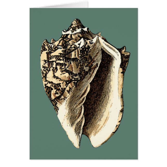 Blauwgroen Conch Shell (Voorkant)