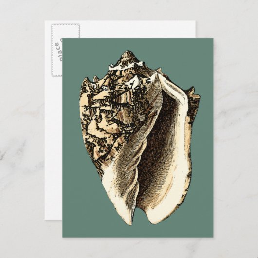 Blauwgroen Conch Shell Briefkaart (Voorkant / Achterkant)
