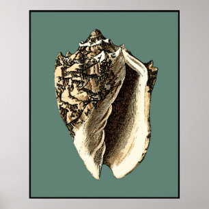 Blauwgroen Conch Shell Poster
