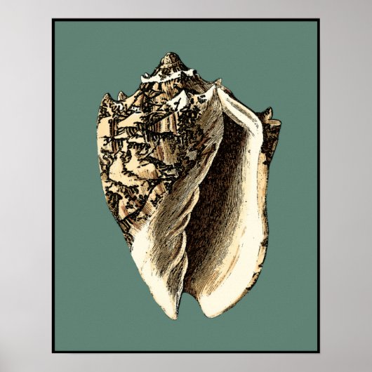 Blauwgroen Conch Shell Poster (Voorkant)