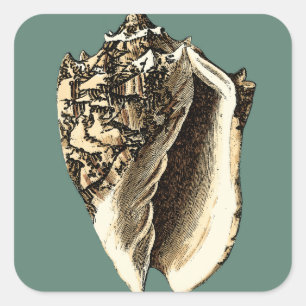 Blauwgroen Conch Shell Vierkante Sticker
