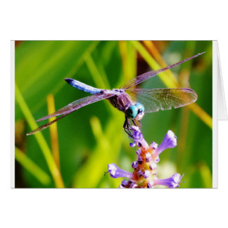 Blauwgroen en paarse dragonvlieg