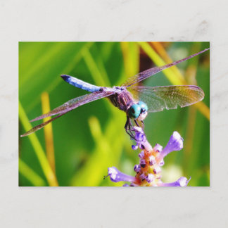 Blauwgroen en paarse dragonvlieg briefkaart