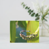 Blauwgroen-eyed Dragonfly Briefkaart (Staand voorkant)