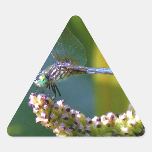 Blauwgroen-eyed Dragonfly Driehoek Sticker (Voorkant)