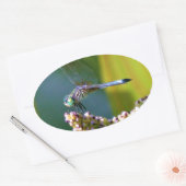 Blauwgroen-eyed Dragonfly Ovale Sticker (Envelop)