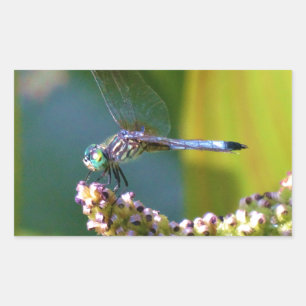Blauwgroen-eyed Dragonfly Rechthoekige Sticker