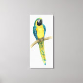 Blauwgroen Macaw Canvas Afdruk (Voorkant)