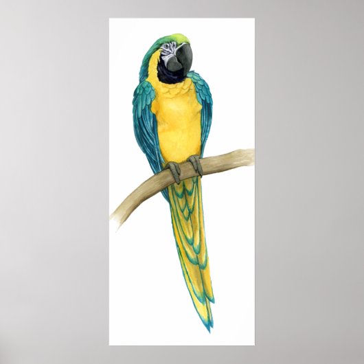 Blauwgroen Macaw Poster (Voorkant)