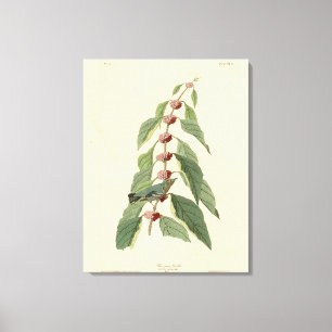 Blauwgroene Warbler uit de Amerikaanse vogels van  Canvas Afdruk