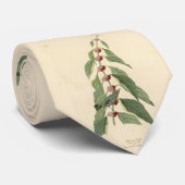 Blauwgroene Warbler uit de Amerikaanse vogels van Stropdas (Opgerold)