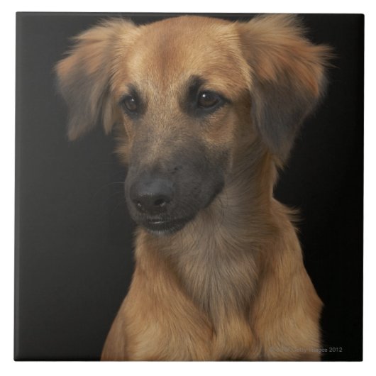 Blauwharshond met zwarte neus op zwarte haai tegeltje (Voorkant)