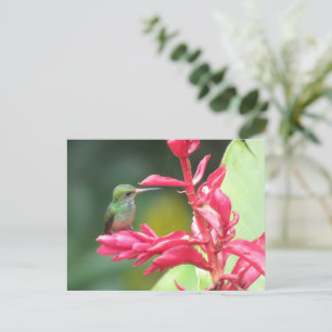 Blauwkeelende Goldentail Kolibrie Foto Briefkaart