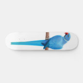 Blauwkeelspatbord Skateboard (Horizontaal)