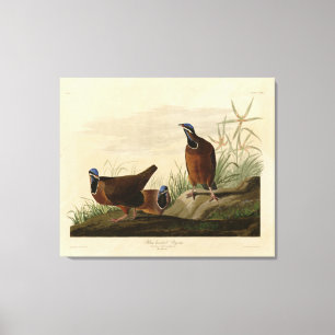 Blauwkopduif uit Audubon's Birds of America Canvas Afdruk