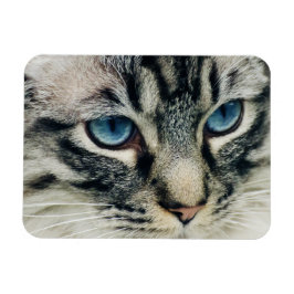 Blauwogig Tabbykattengezicht Close-up Magneet