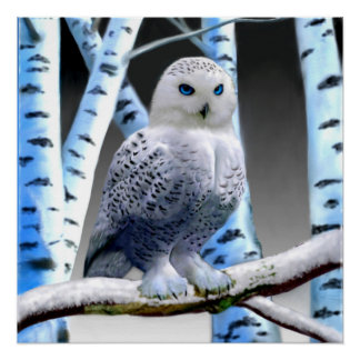 BLAUWOGIGE SNEEUWUIL PERFECT POSTER