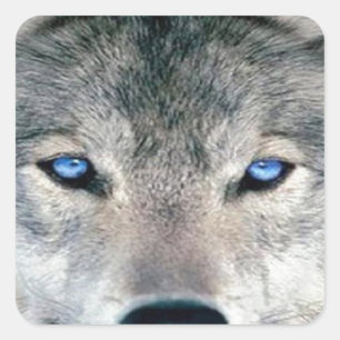 blauwogige wolf vierkante sticker