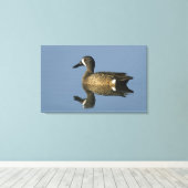 Blauwscharnierend Blauwgroen, Anas discors, mannel Canvas Afdruk (Insitu (Houten vloer))