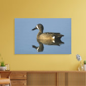Blauwscharnierend Blauwgroen, Anas discors, mannel Canvas Afdruk (Insitu (Woonkamer))